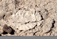 Lothagam - Fossilized Elephant Footprints