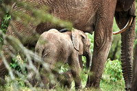 Staying Close to Mama