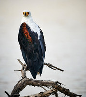 African Fish Eagle