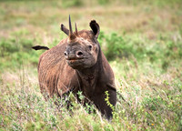 Nairobi National Park