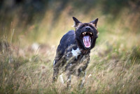 Rescue of an Endangered African Wild Dog